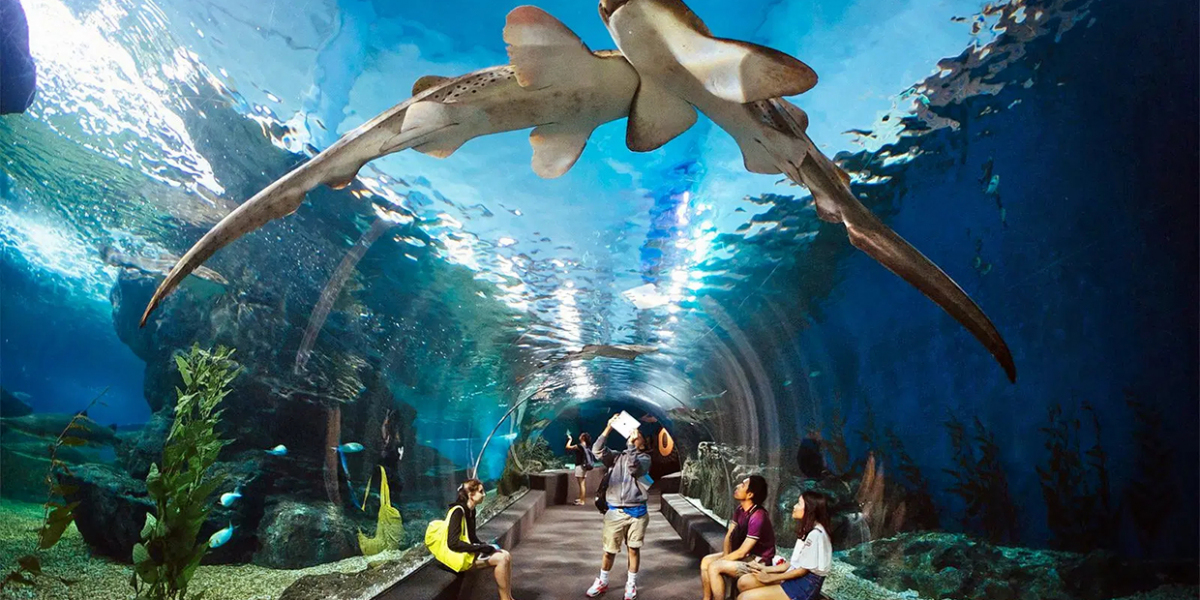 Underwater World Pattaya | Explore Thailand’s Top Marine Aquarium