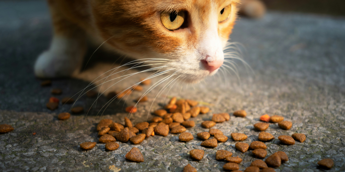 Dealing with Emergency Eye Injuries in Pets: What to Do Until Help Arrives