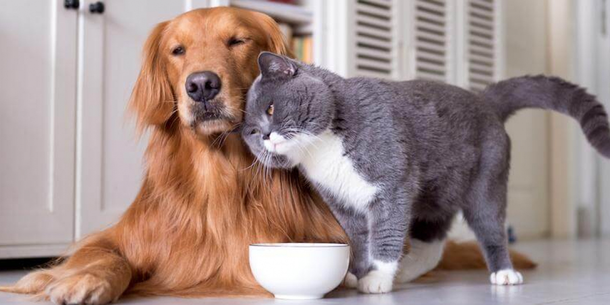 Why Quality Pet Wear Matters: Insights from a Leading Pet Clothing Store